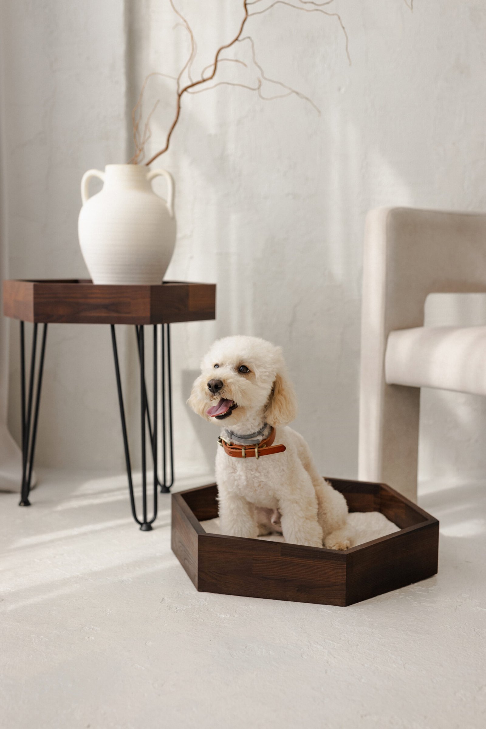 medinis guolis šunims ir katėms