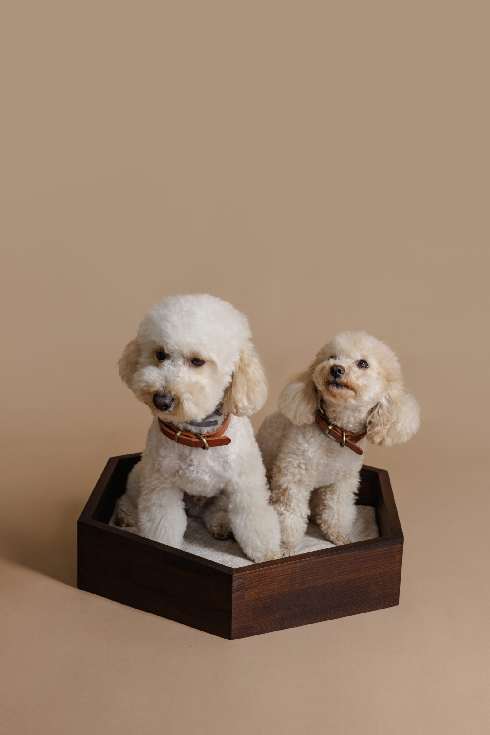 medinis išskirtinis guolis šunims ir katėms